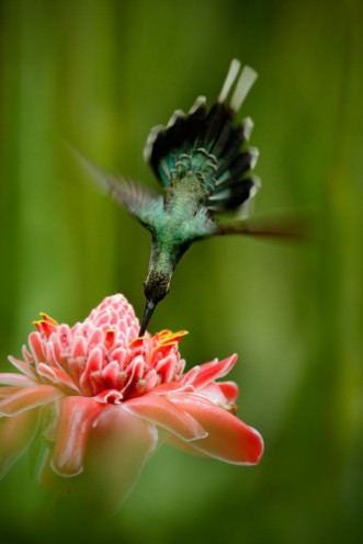 Bild på Beautiful hummingbird acrobatic fly with pink flower Hummingbird Green Hermit Phaethornis guy flying next to beautiful red flower with green forest background Wildlife scene from tropic forest