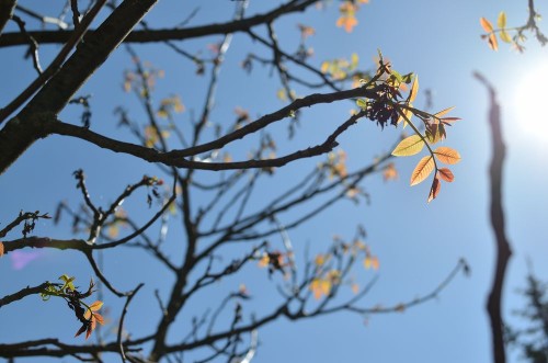Image de Branches and young leaves structure in springtime at back light