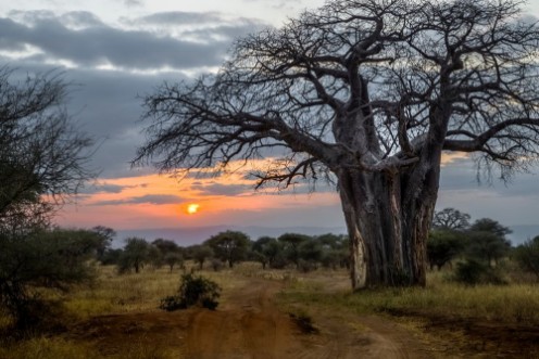 Afbeeldingen van Baobab at Sunset Tanzania