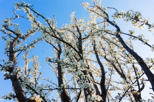Afbeeldingen van Spring tree blossoms
