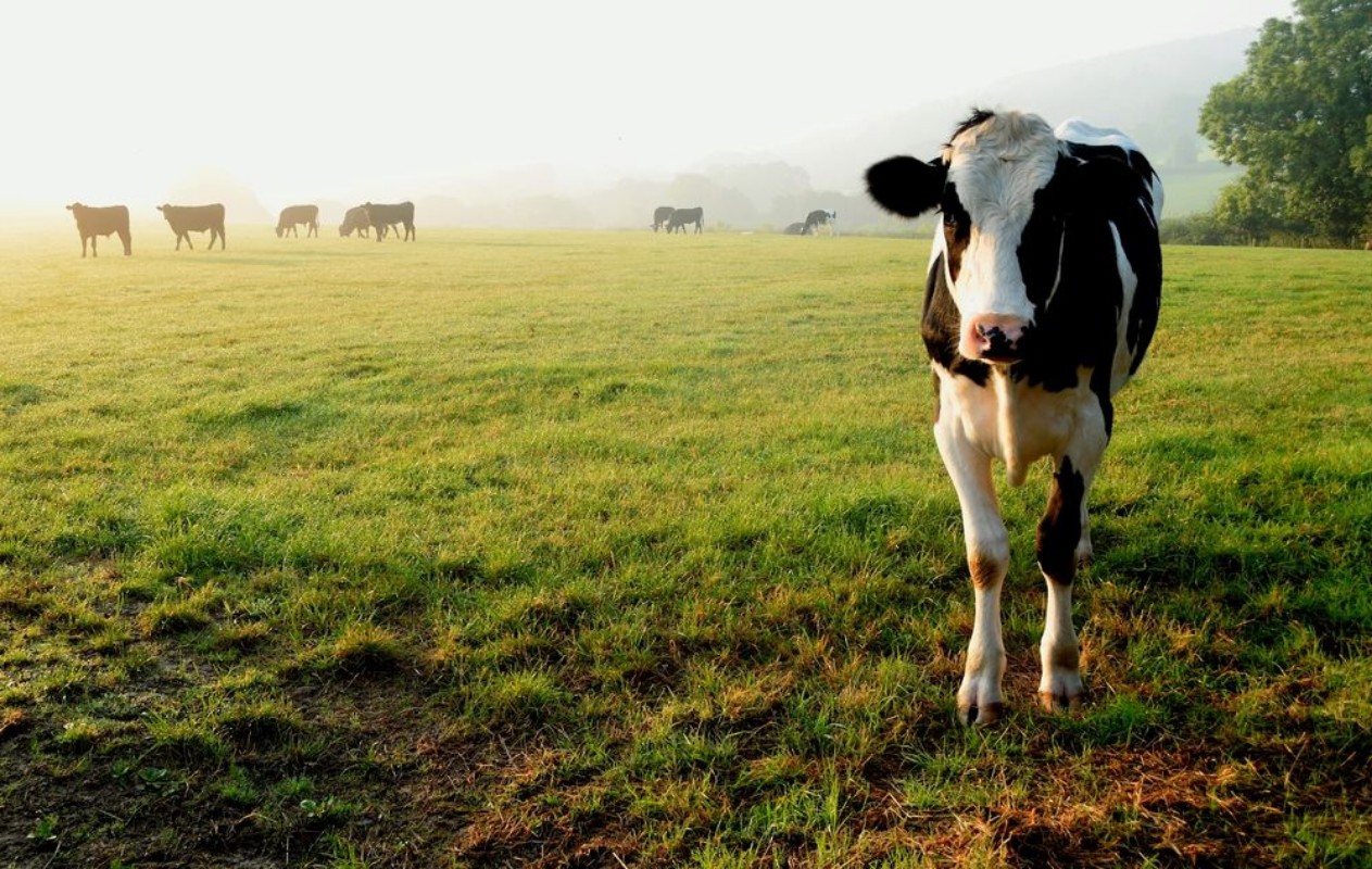 Afbeeldingen van Herd of cows grazing on a farmland in Devon England