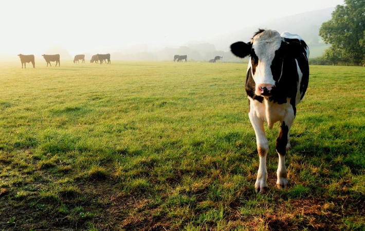 Herd of cows grazing on a farmland in Devon England photowallpaper Scandiwall