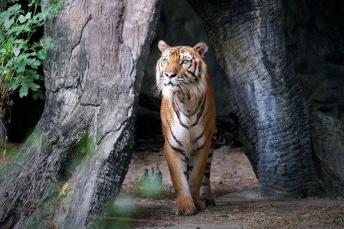 Afbeeldingen van Bengal Tiger in forest
