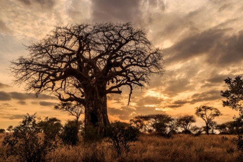 Bild på Baobab Tree at Sunset Tanzania
