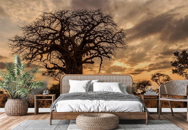 Picture of Baobab Tree at Sunset Tanzania