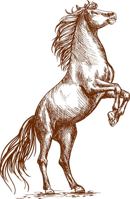 Afbeeldingen van Brown horse rearing on hind hoof sketch portrait