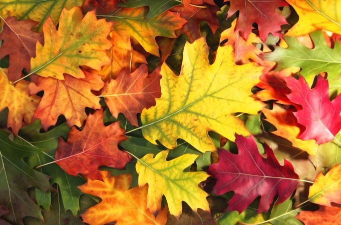 Picture of Artistic colorful oak autumn season leaves background