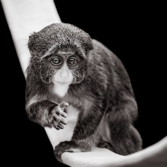 Afbeeldingen van Baby De Brazzas Monkey VII