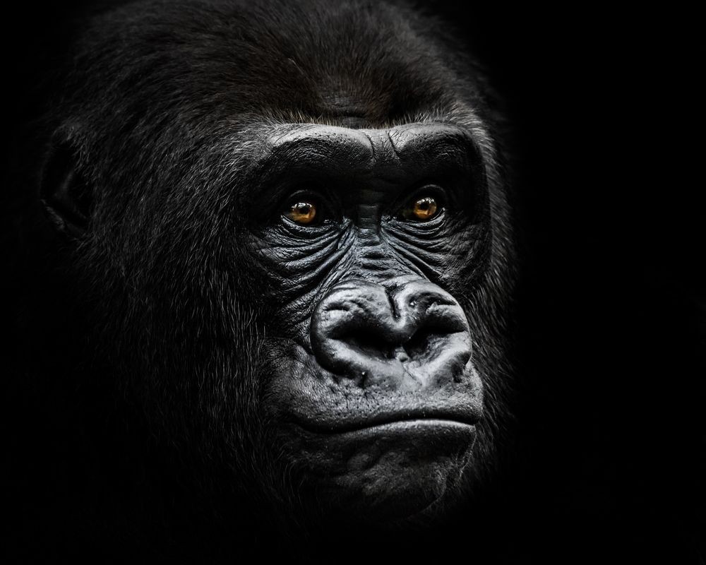 Picture of Western Lowland Gorilla IV