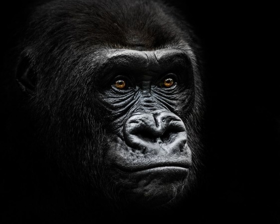 Western Lowland Gorilla IV photowallpaper Scandiwall