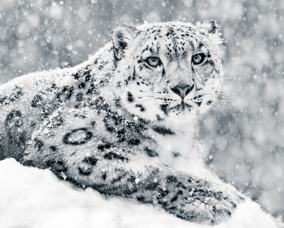 Bild på Snow Leopard In Snow Storm III
