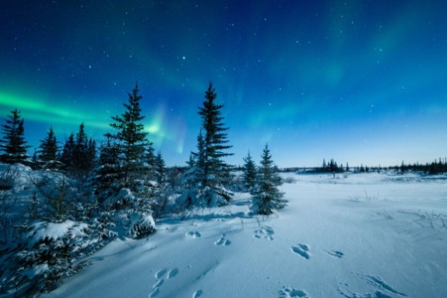 Picture of Snowshoe Hare Tracks And The Aurora Borealis
