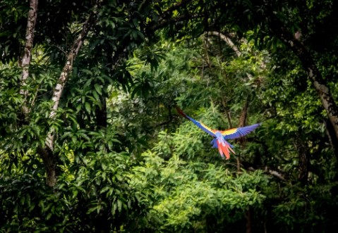 Afbeeldingen van Scarlet Macaw Flying - Copan Honduras