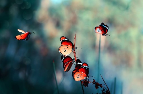 Image de Butterfly