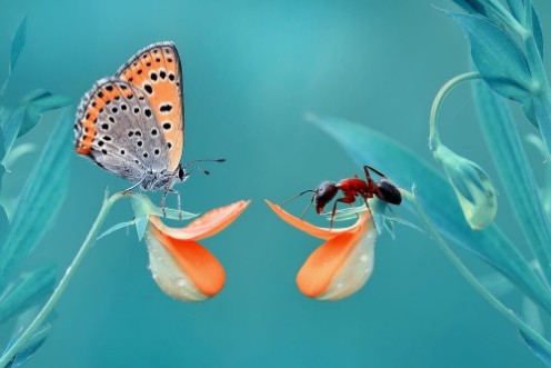 Afbeeldingen van Butterfly