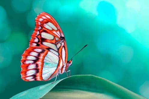 Afbeeldingen van Butterfly