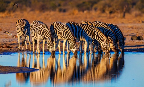 Picture of Zebras drink at dawn