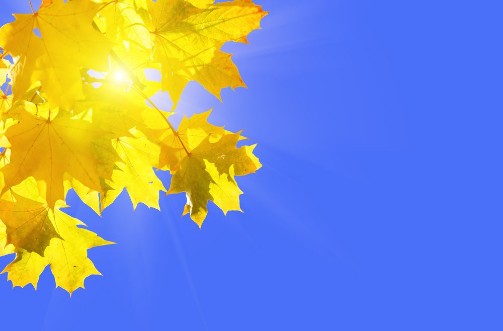 Picture of Yellow autumn maple leaves on a blue sunny sky