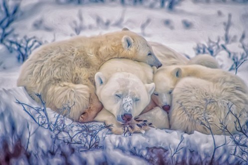 Image de Polar bear and cubsphoto art