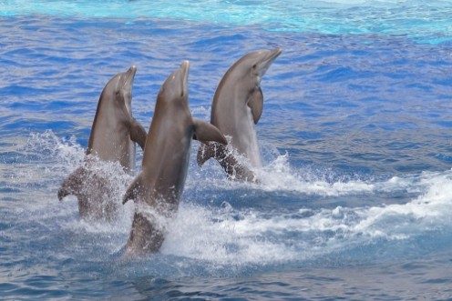 Image de Three bottlenose dolphins Tursiops truncatus standing out of the water