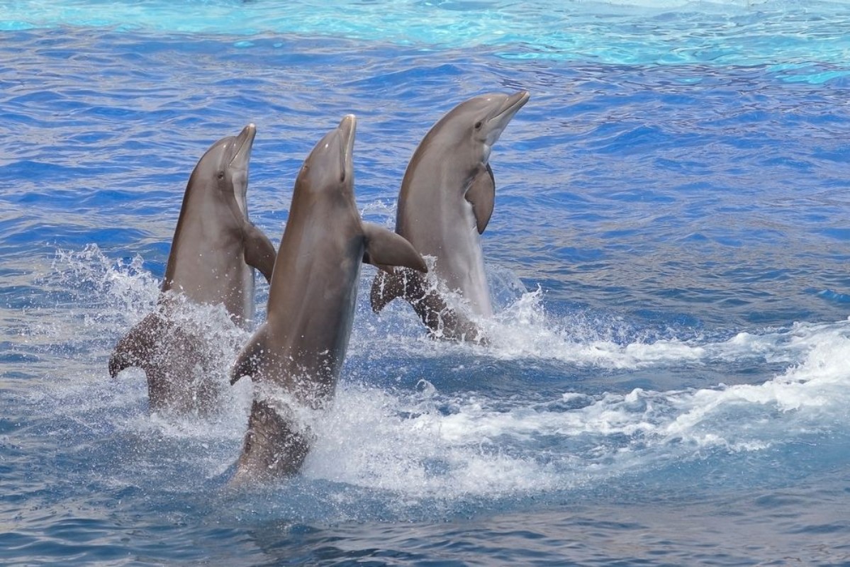 Afbeeldingen van Three bottlenose dolphins Tursiops truncatus standing out of the water