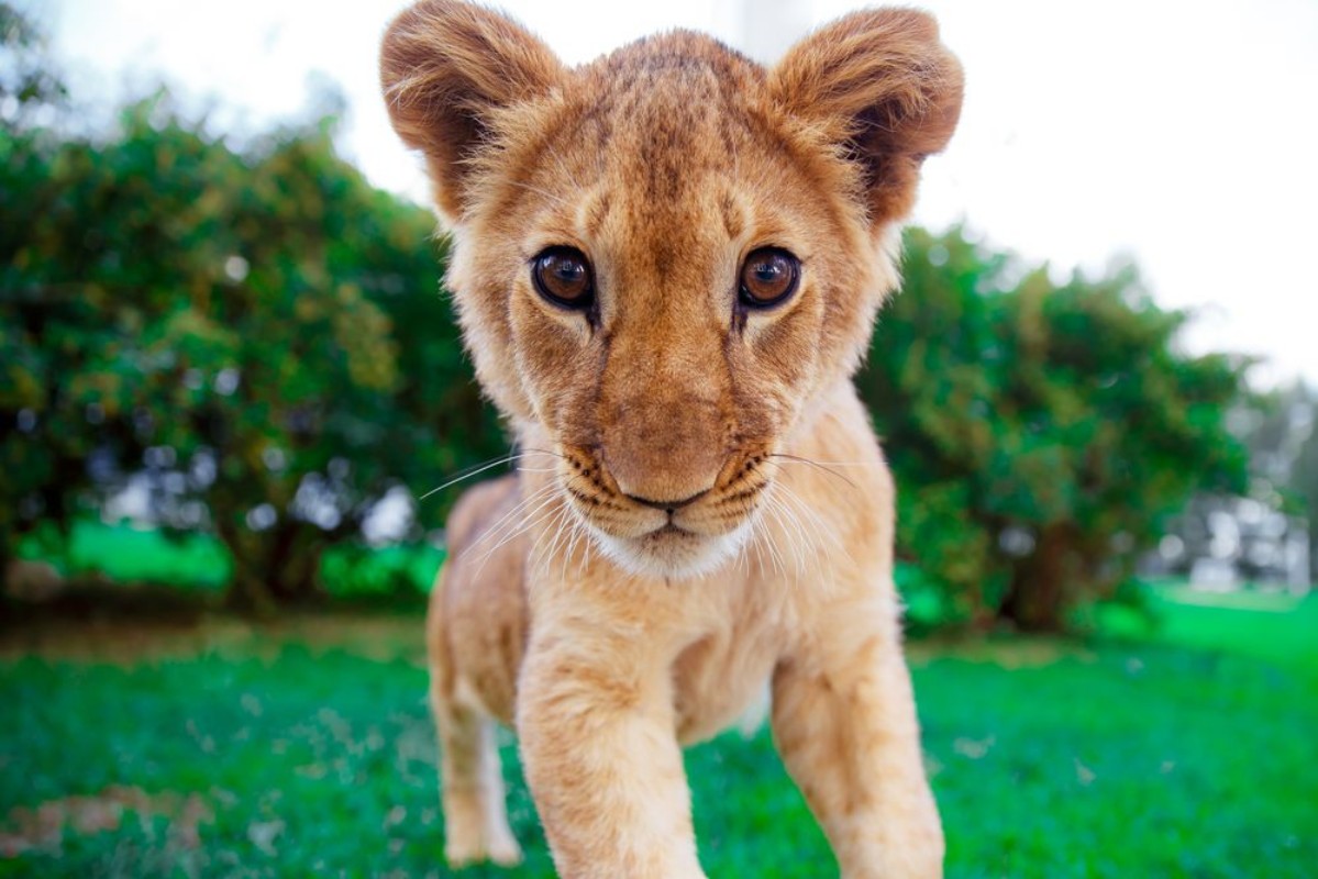 Afbeeldingen van Lion cub staring at the eyes in green sunny savanna