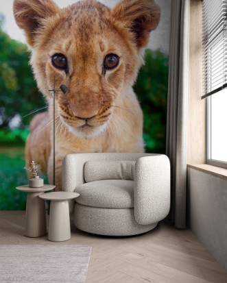 Afbeeldingen van Lion cub staring at the eyes in green sunny savanna