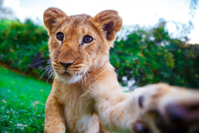 Afbeeldingen van Lion cub giving a paw in green sunny savanna 