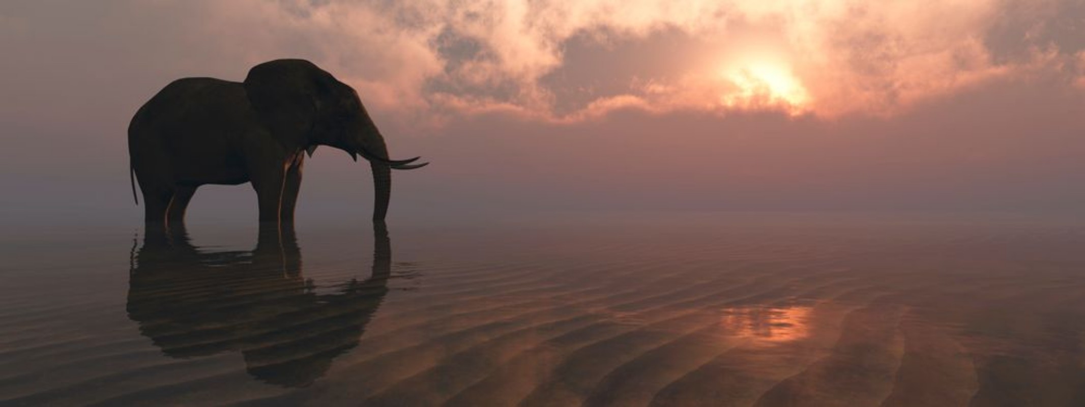 Afbeeldingen van Elephant and sunset