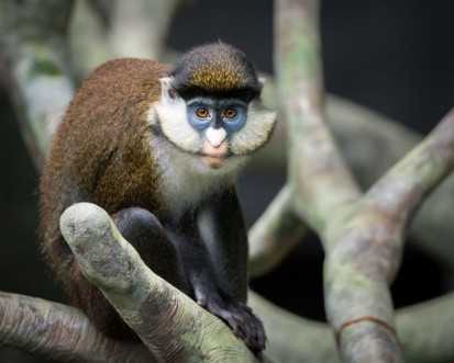 Picture of Schmidts Spot-Nosed Guenon