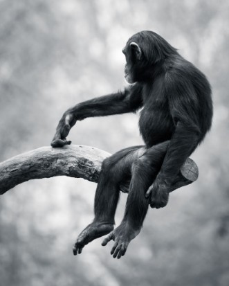 Bild på Chimpanzee VI