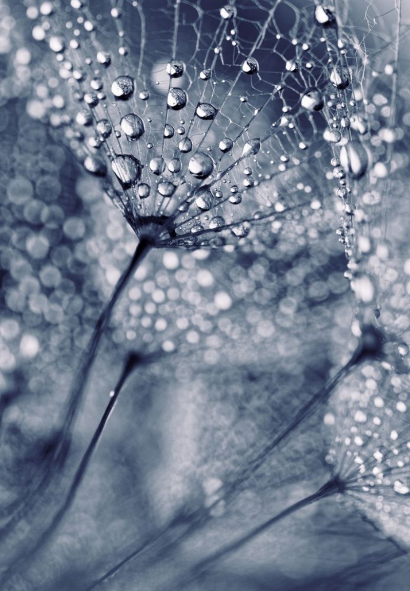Picture of Plant seeds with water drops