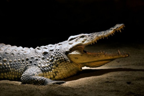 Afbeeldingen van Crocodile