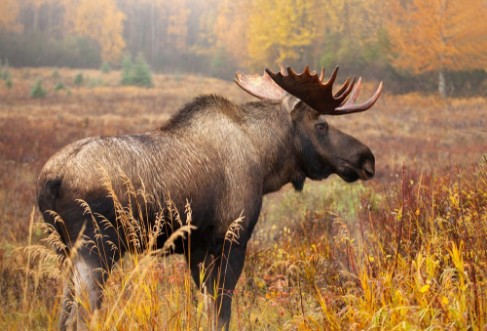 Afbeeldingen van Moose Bull Alaska USA  standing in a fall colour meadow