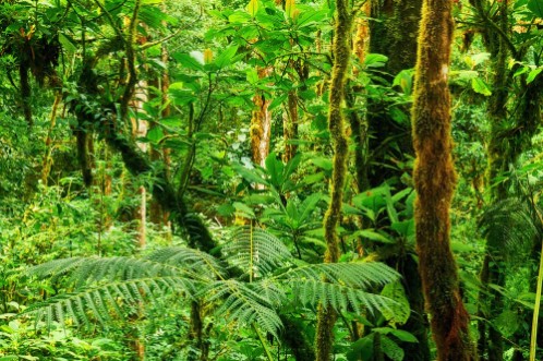 Image de Tropical rainforest