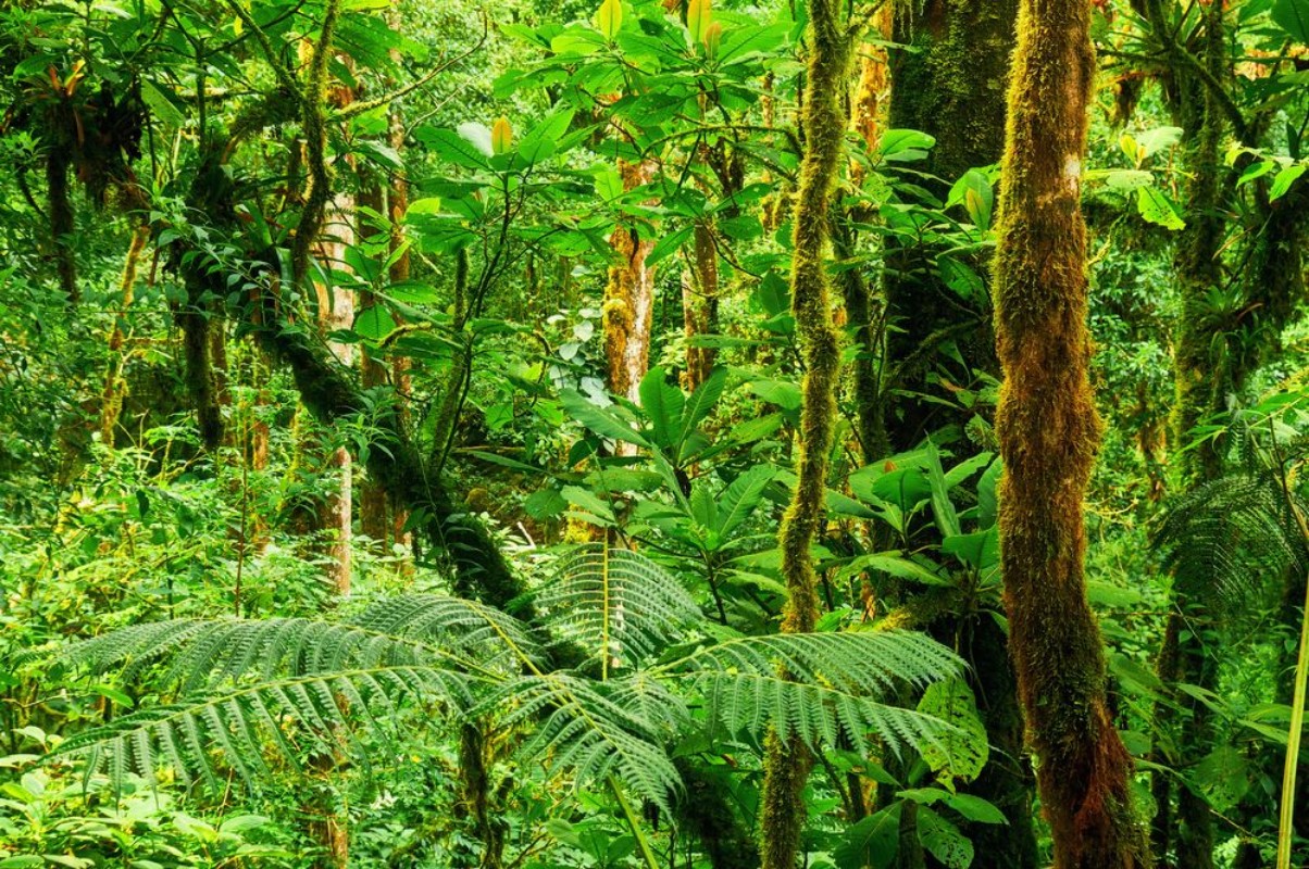 Afbeeldingen van Tropical rainforest