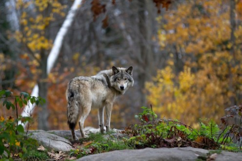Picture of A lone Timber wolf or Grey Wolf Canis lupus standing on a rocky cliff looking back on a rainy day in autumn in Quebec Canada
