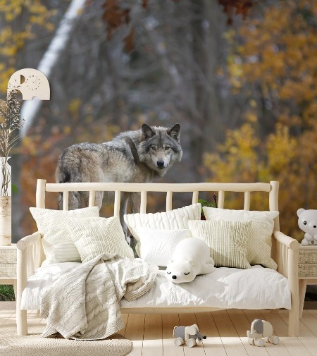 Image de A lone Timber wolf or Grey Wolf Canis lupus standing on a rocky cliff looking back on a rainy day in autumn in Quebec Canada