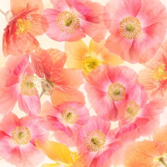 Picture of Poppy Flowers Blossom