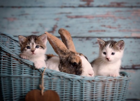 Bild på Sweet lovely cats and rabbit 
