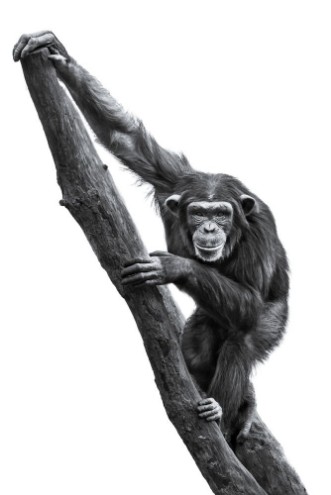 Bild på Chimpanzee XXV