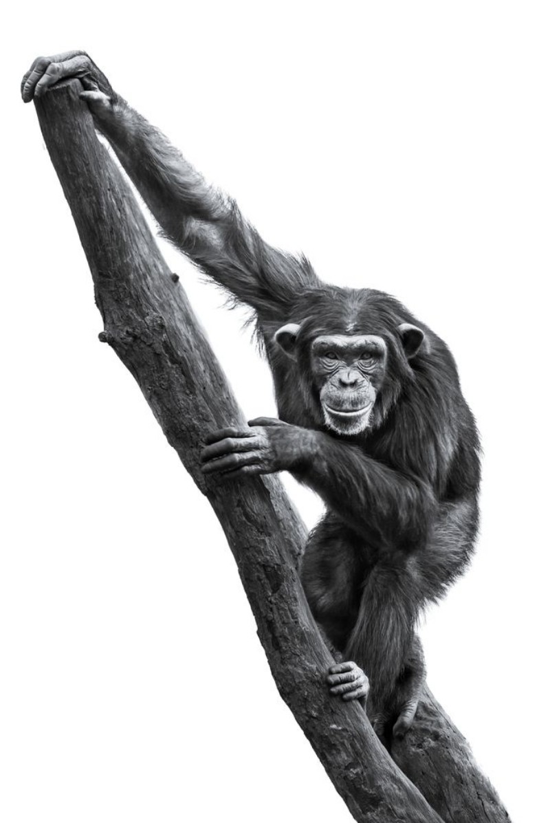 Afbeeldingen van Chimpanzee XXV