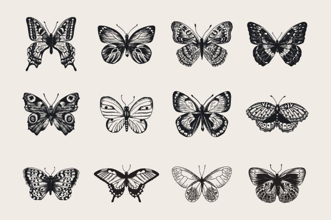 Afbeeldingen van Set of butterflies Vector vintage classic illustration Black and white