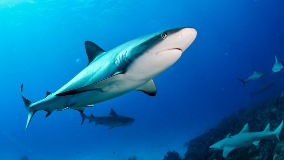 Afbeeldingen van Shark in Bahamas