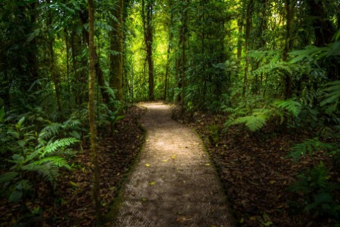 Bild på Jungle path