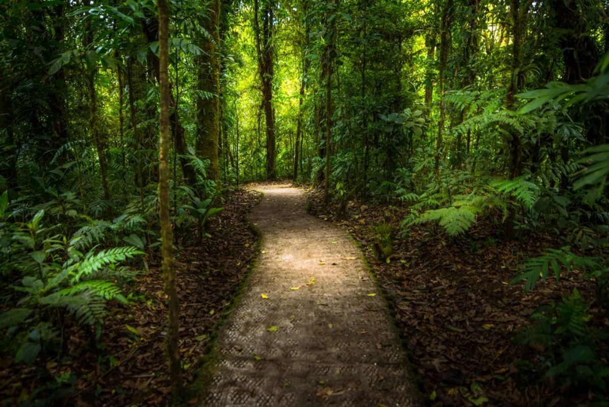 Bild på Jungle path
