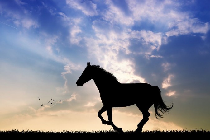 Image de Horse gallop at sunset