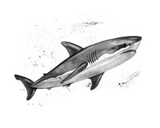 Bild på Watercolor great white shark Hand painting