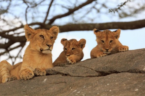 Image de Lionceaux et grand frre au Serengeti Tanzanie