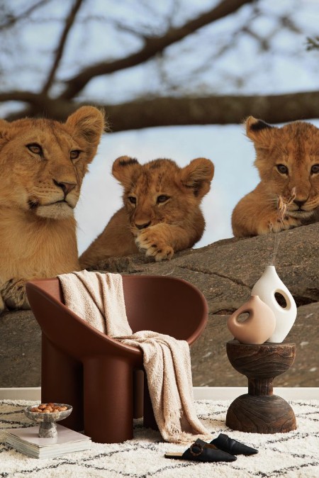Image de Lionceaux et grand frre au Serengeti Tanzanie